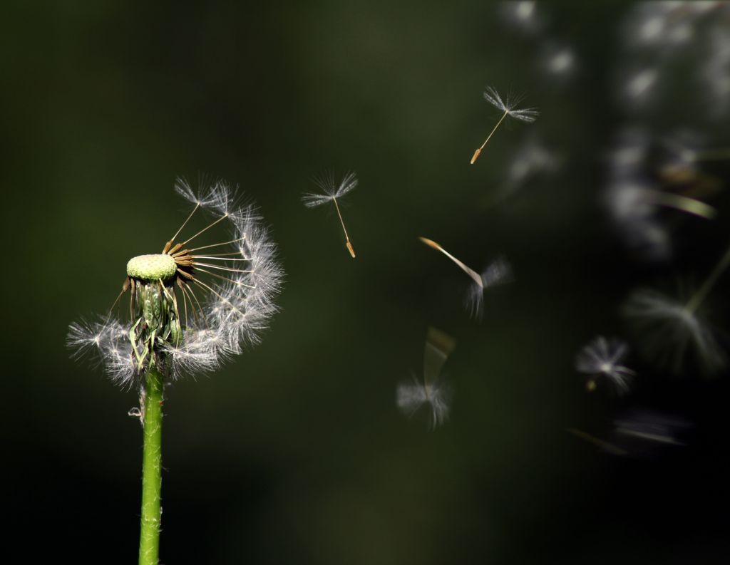 Lebenistjetzt_Pusteblume
