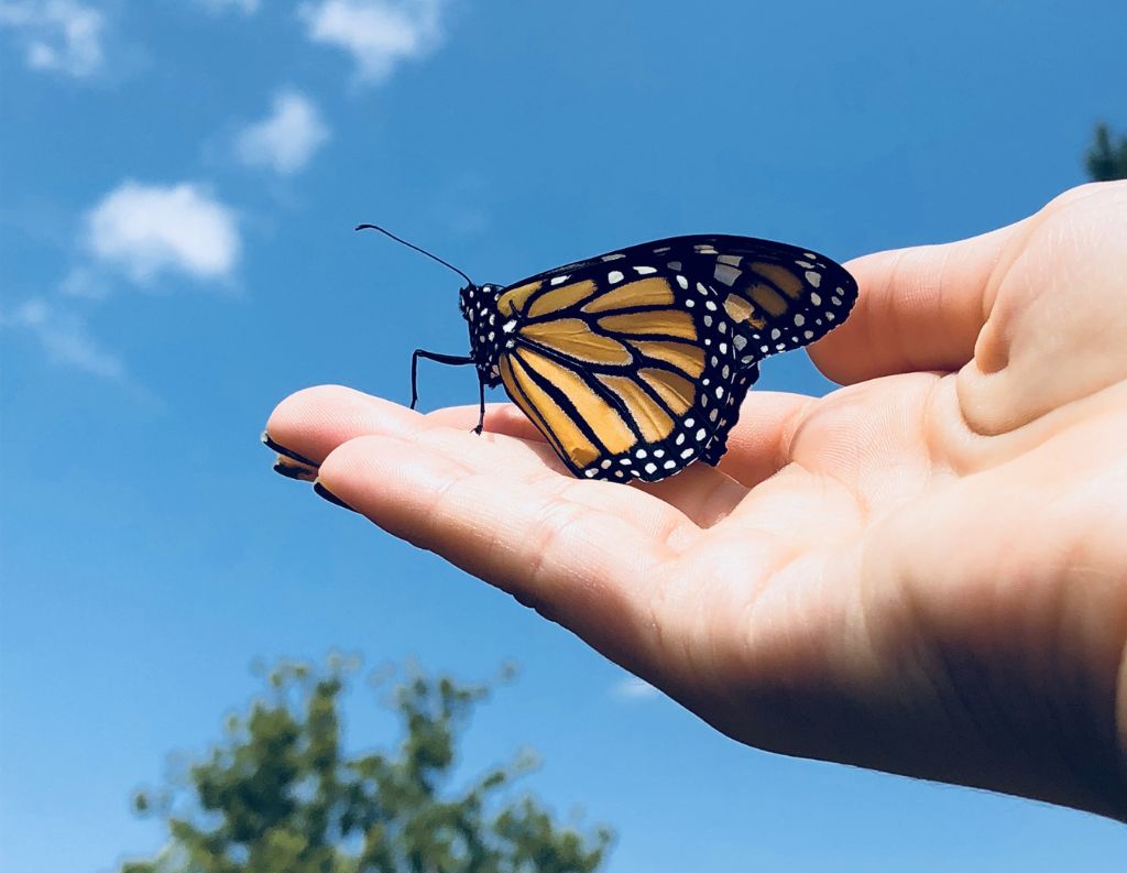 Lebenistjetzt_Schmetterling